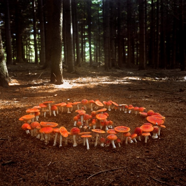 Marie Jirásková: Muchomůrky, fotografie, 2005