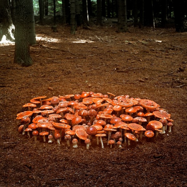 Marie Jirásková: Muchomůrky, fotografie, 2005